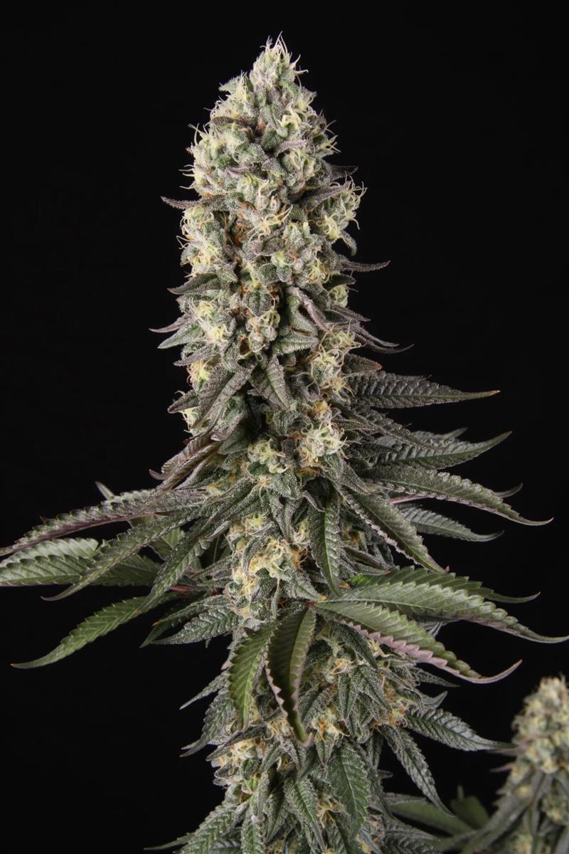 El Dorado OG, Paradise Seeds - Bild 1