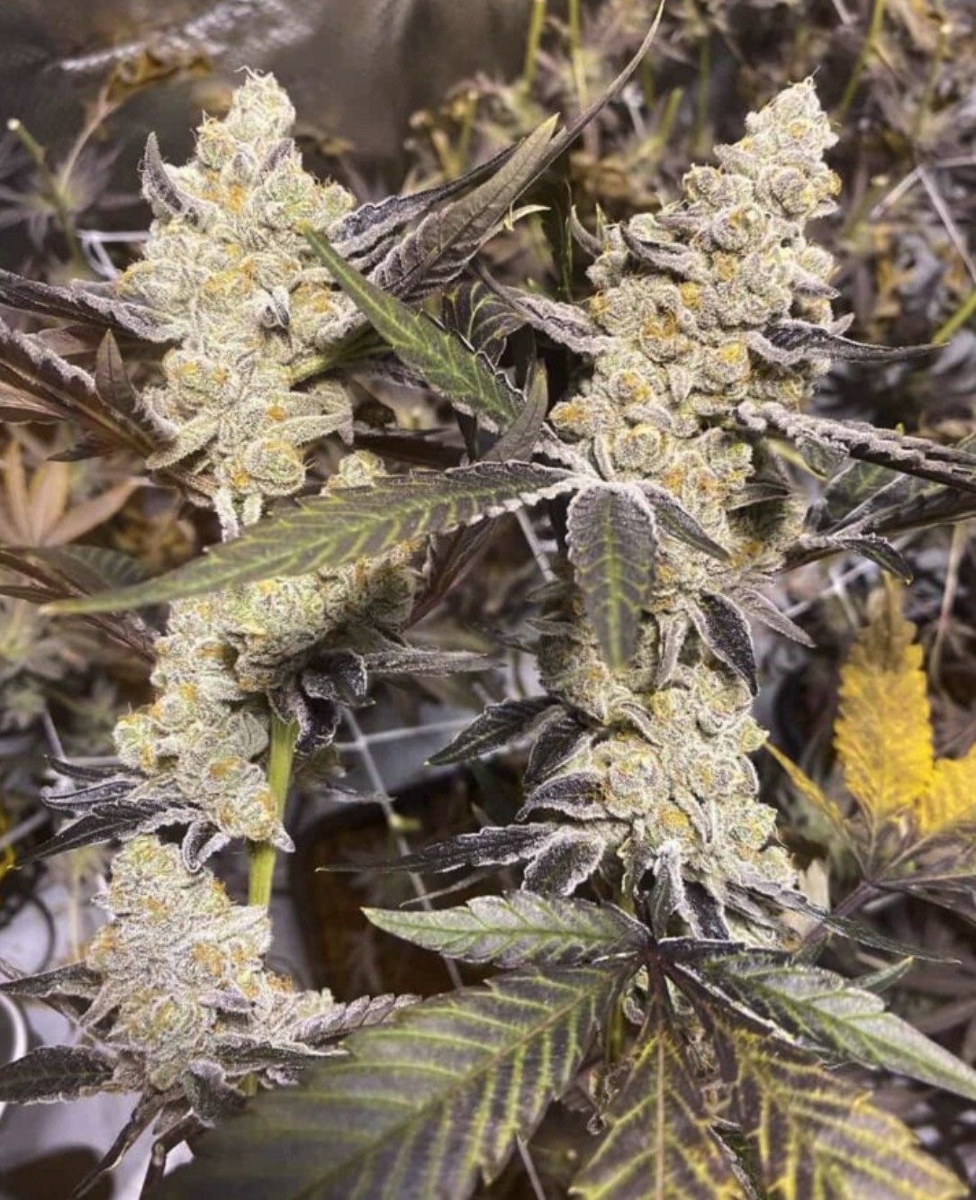 Platinum Purple Candy, In House Genetics - Bild 1