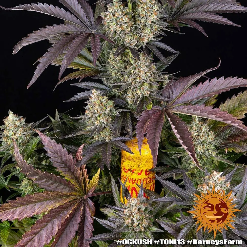 OG Kush - Bild 4