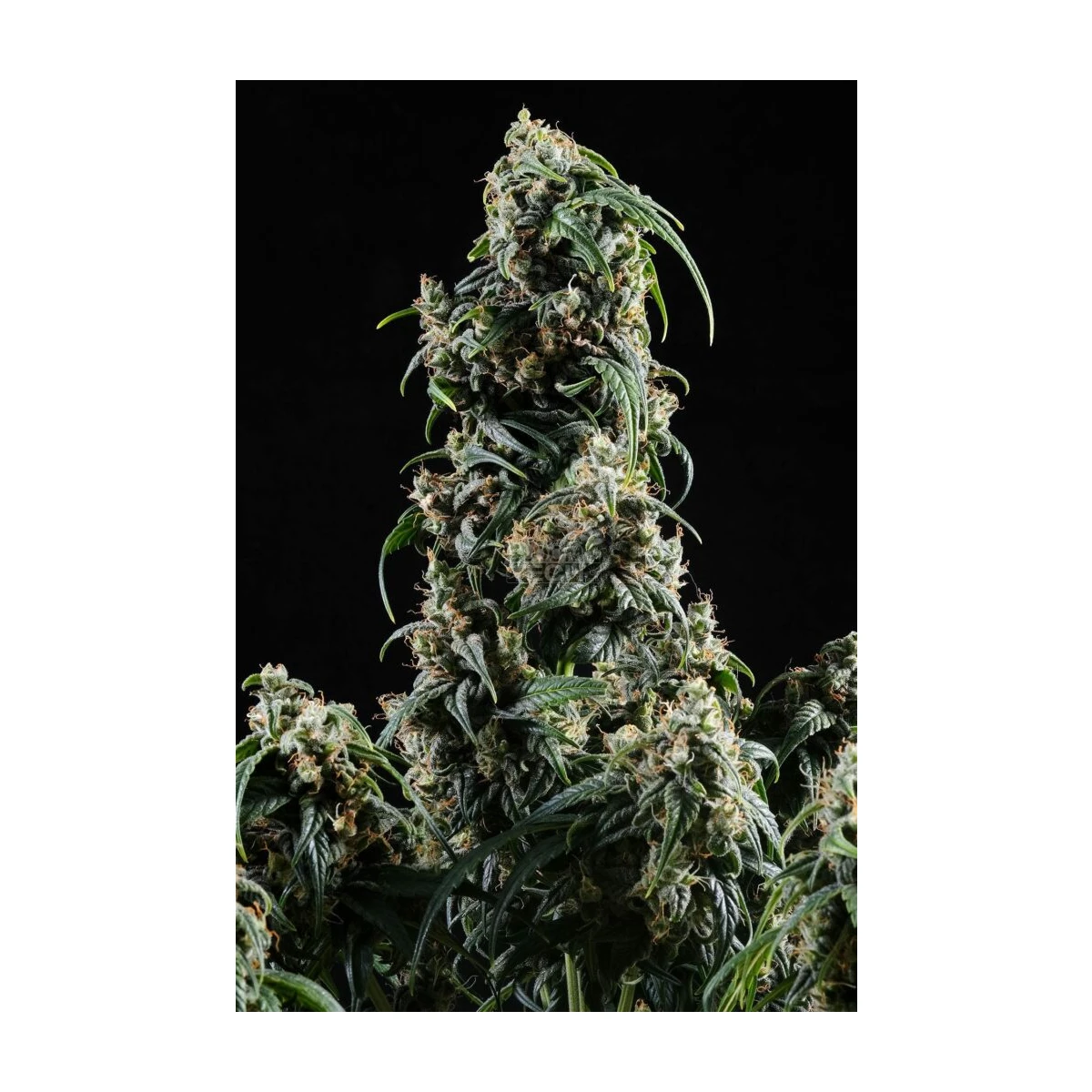 CBDV Auto