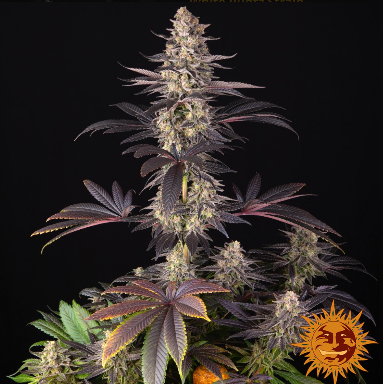 White Runtz, Barneys Farm - Bild 3