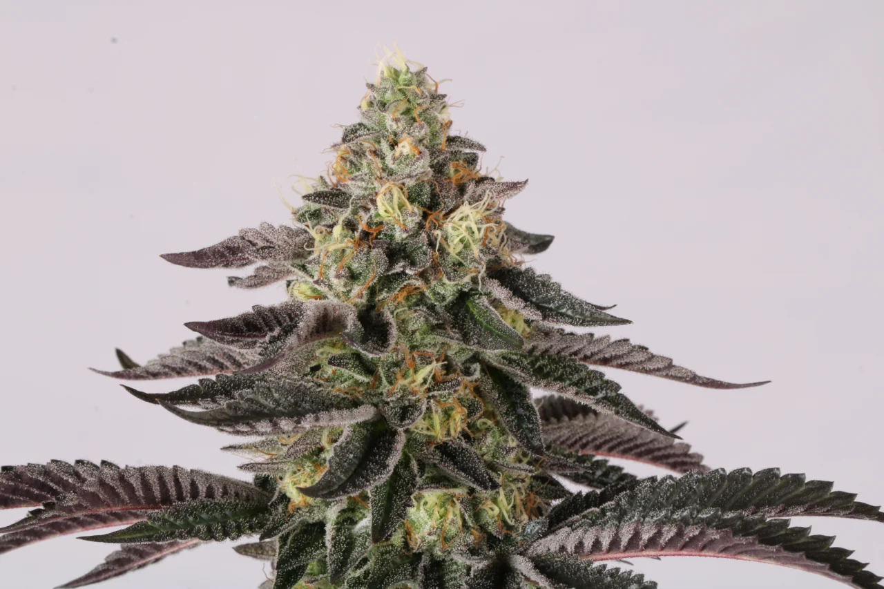 Sunset Paradise, Paradise Seeds - Bild 2