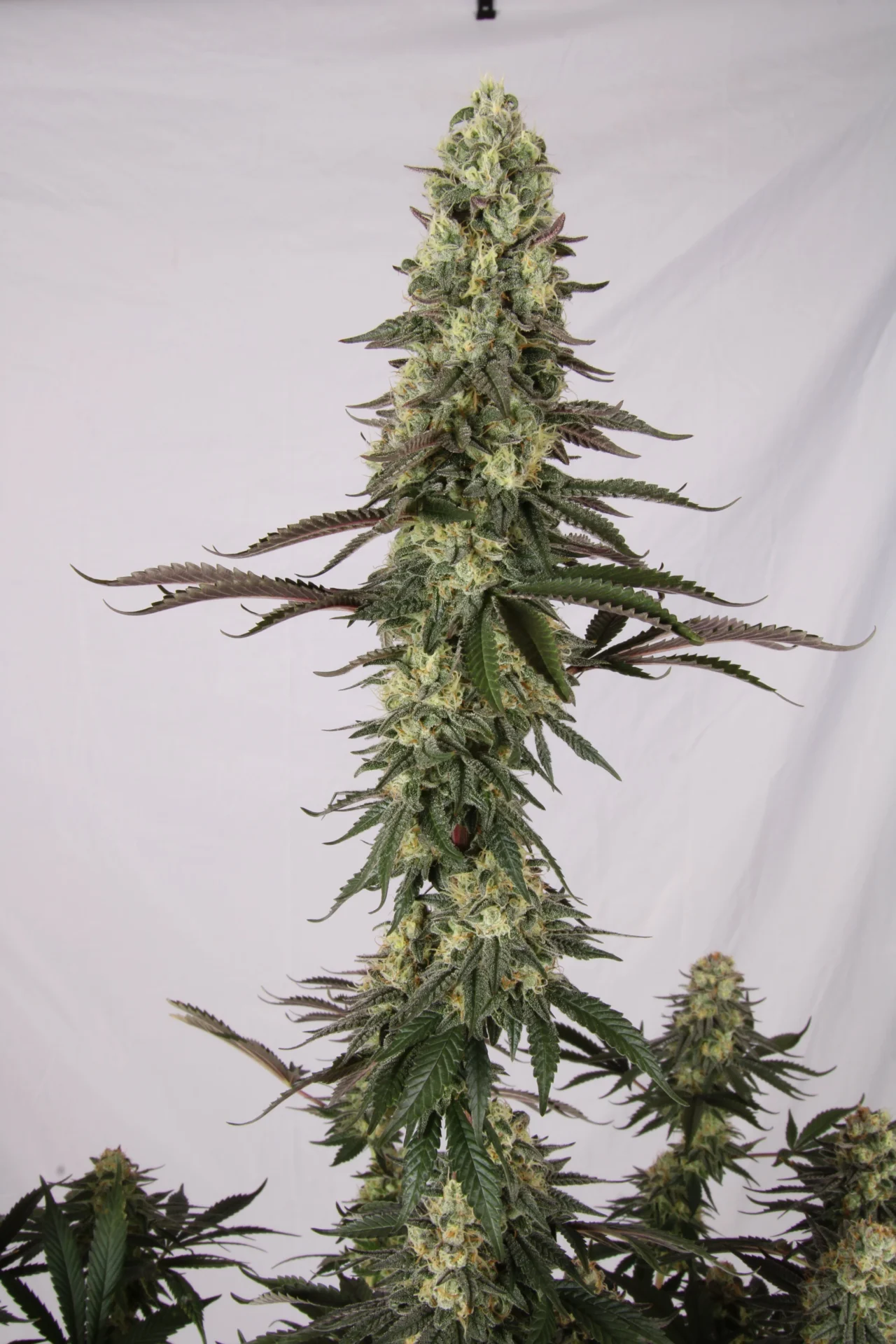 El Dorado OG, Paradise Seeds - Bild 8