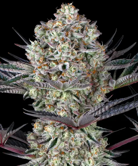 Do-Si-Dos 33 Do-Si-Dos 33