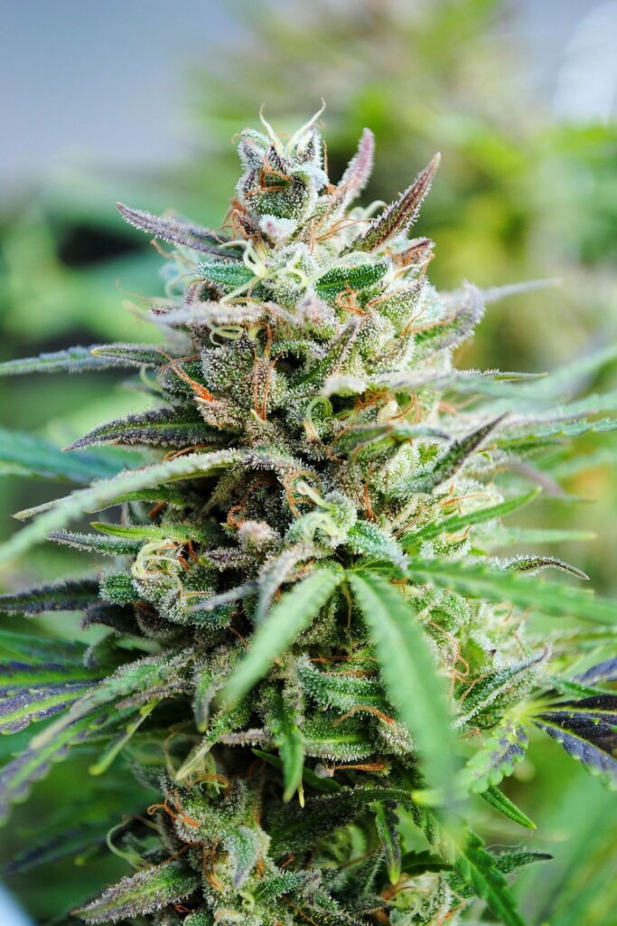 Baby Boom Auto Baby Boom Auto