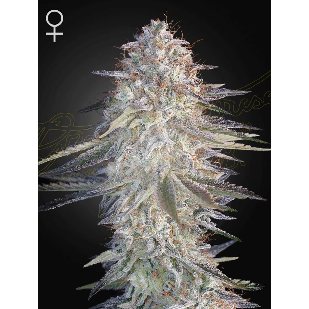 Super Lemon Haze x Pink Candy