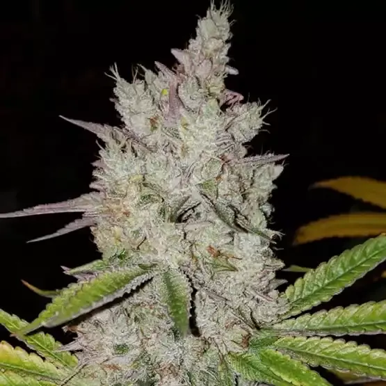 Lilac Diesel Auto RBX2 - Bild 1