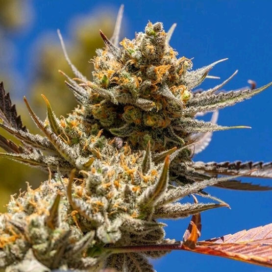 Lemon Berry Candy OG R2, Ethos Genetics - Bild 1