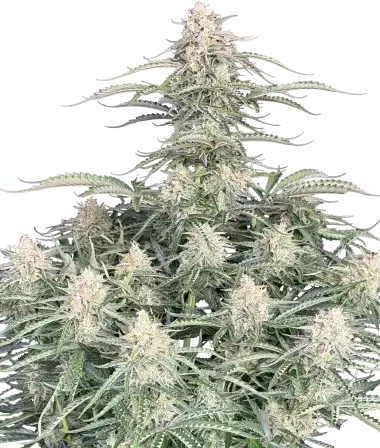 Northern Lights Auto - Bild 1