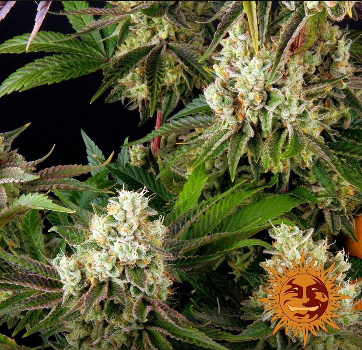 Glookies, Barneys Farm - Bild 4