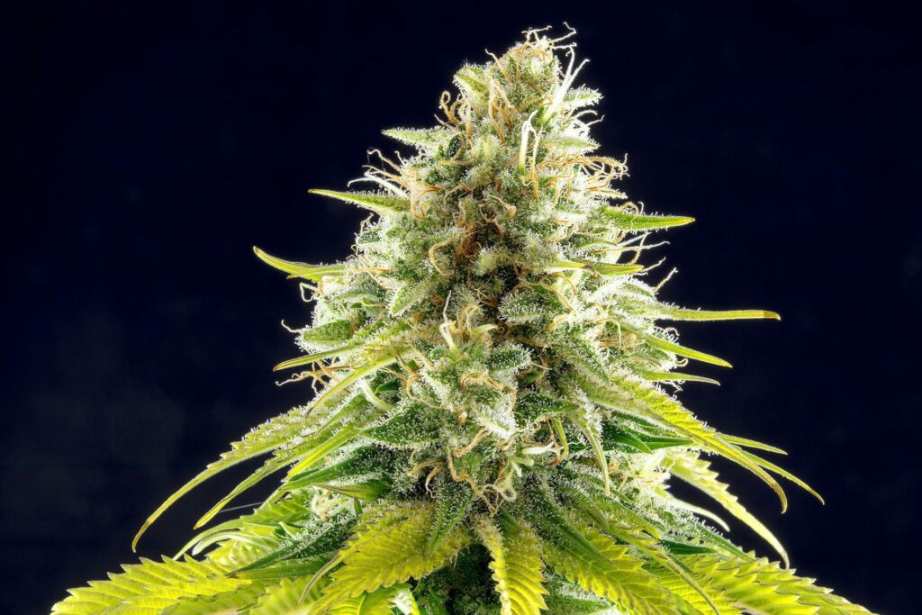 Mataro Blue Mataro Blue