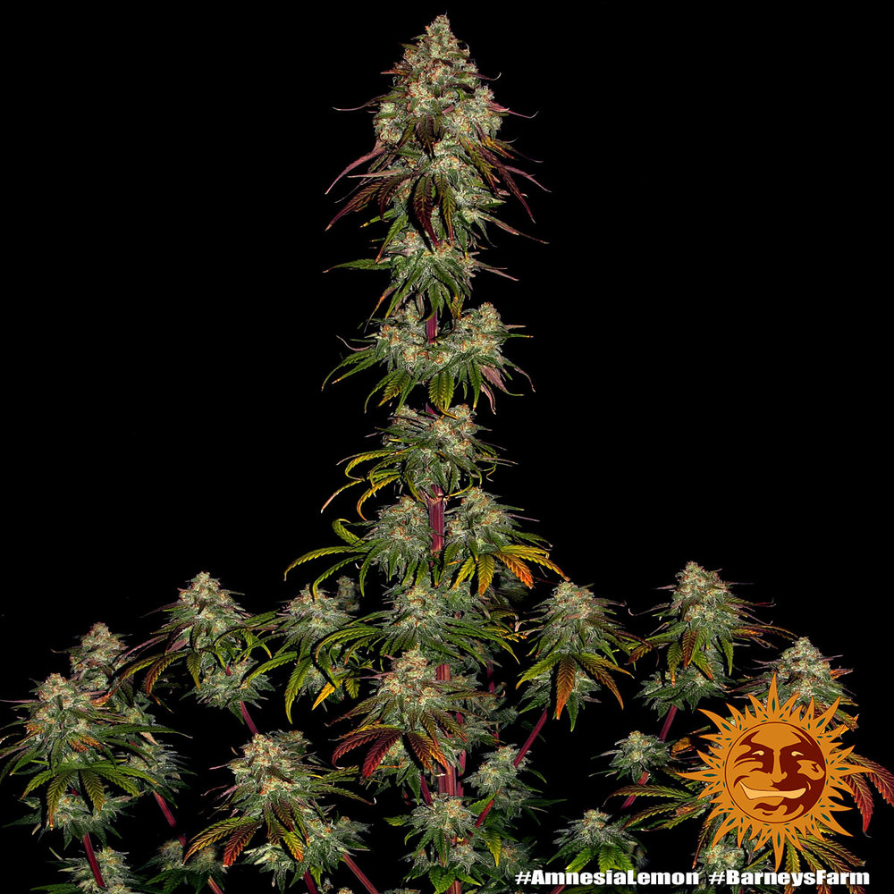 Amnesia Lemon, Barneys Farm - Bild 3