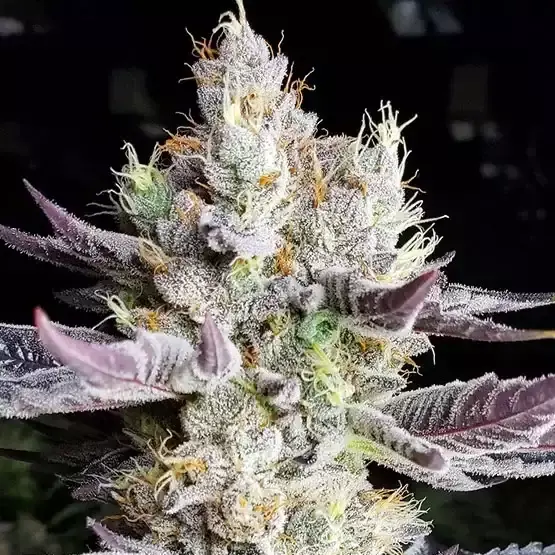BooBerry Cookies RBX - Bild 1