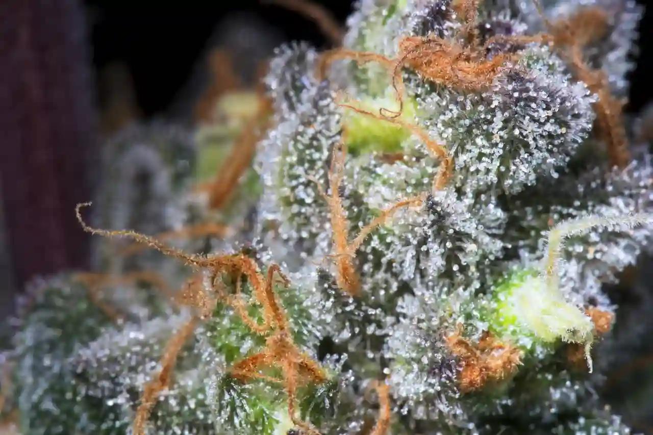 Caramba, Paradise Seeds - Bild 5