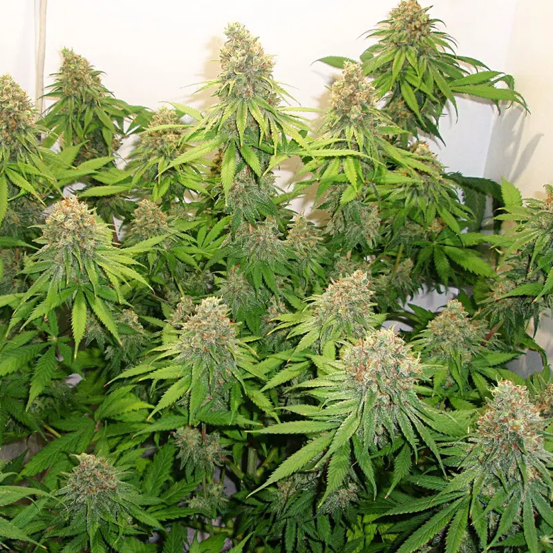 CBD Skunk Haze® - Bild 5