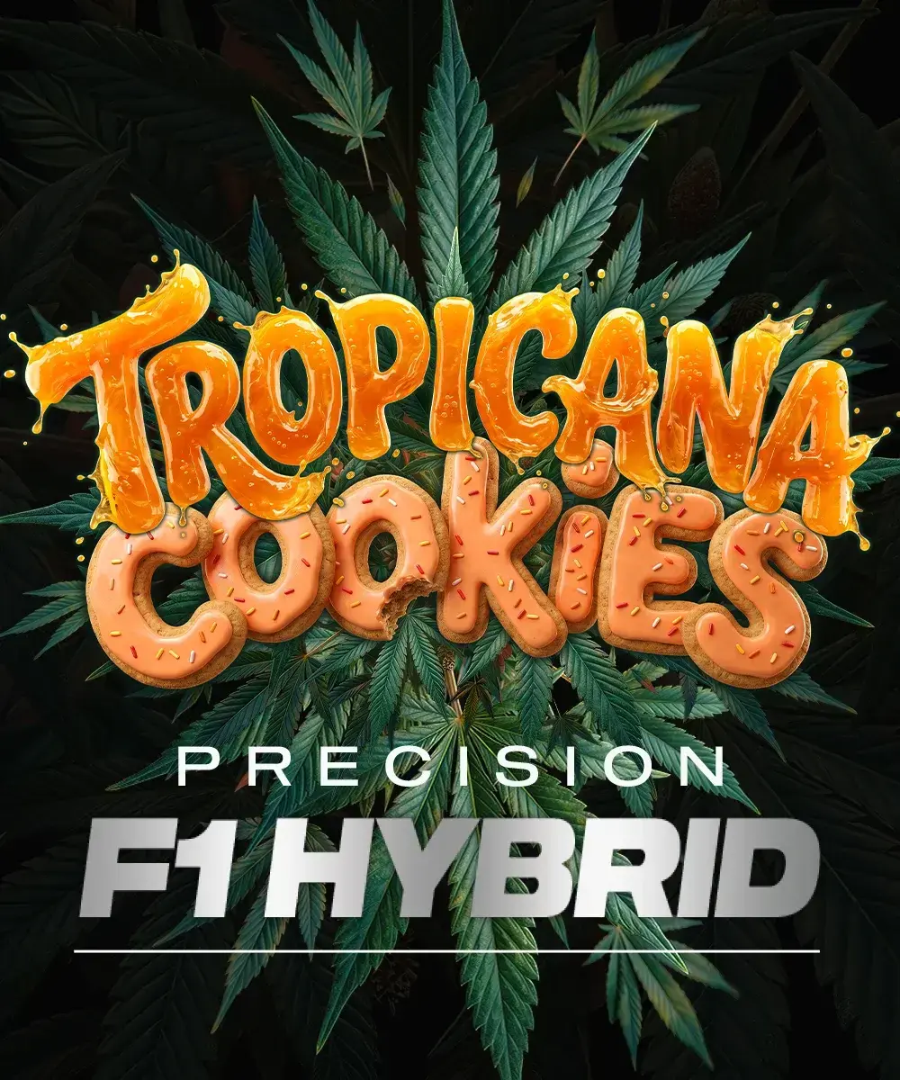 Tropicana Cookies Auto - Bild 1
