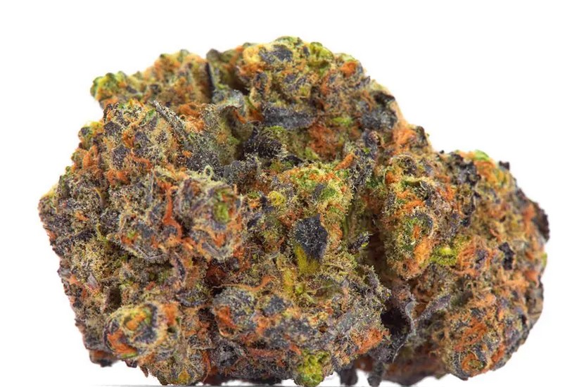 San Fernando Valley x Purps, Growers Choice - Bild 1