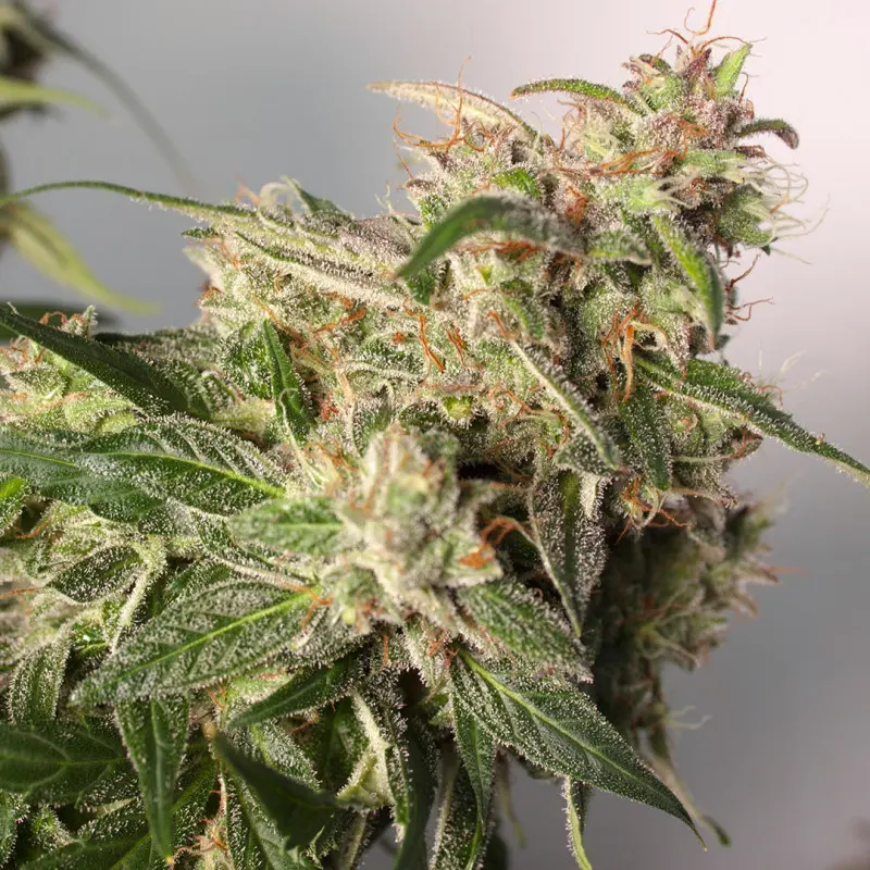 CBD Auto Charlotte’s Angel - Bild 3
