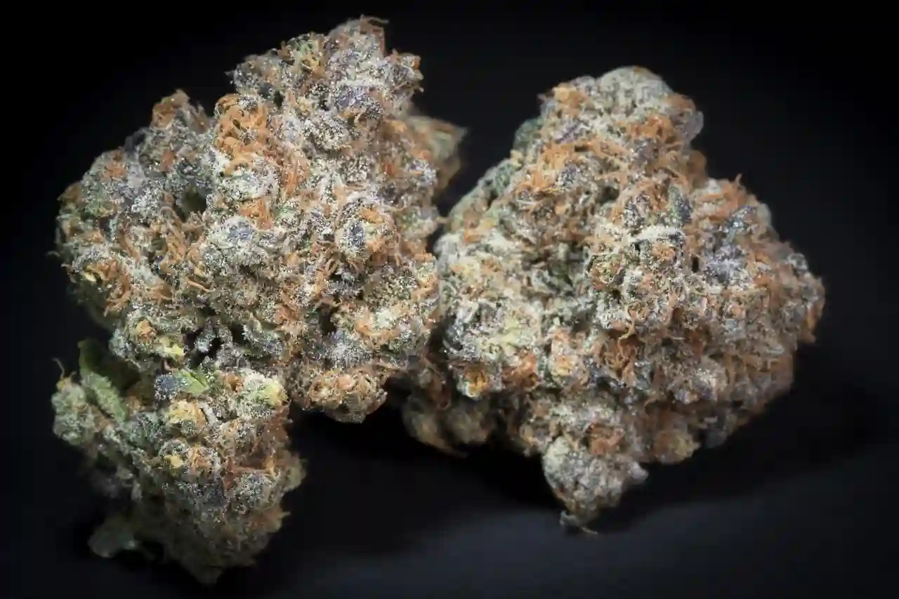 Caramba, Paradise Seeds - Bild 4