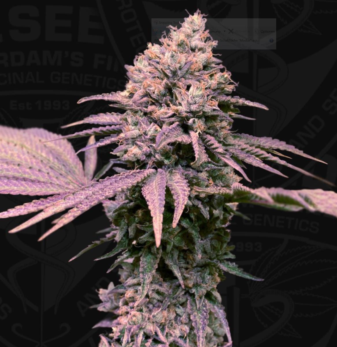 London Mint Cake, T.H. Seeds - Bild 1