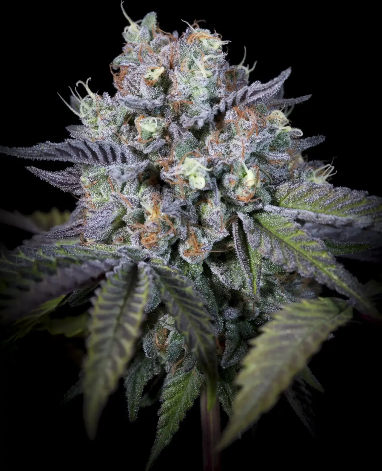 Purple Mints - Bild 8