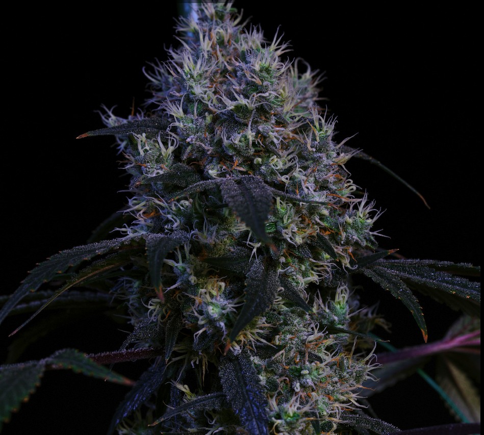 Super Lemon Haze RBX3, Ethos Genetics - Bild 1
