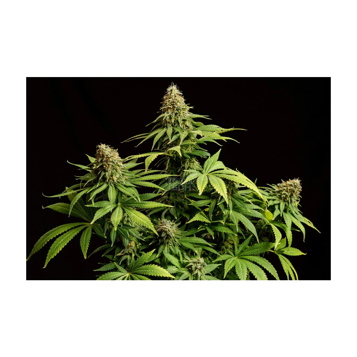 Hellfire OG