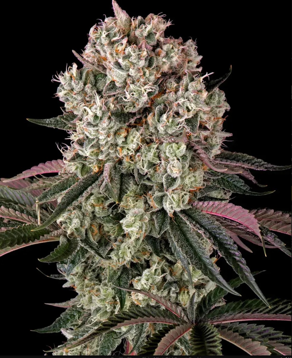 Glookies, Barneys Farm - Bild 3