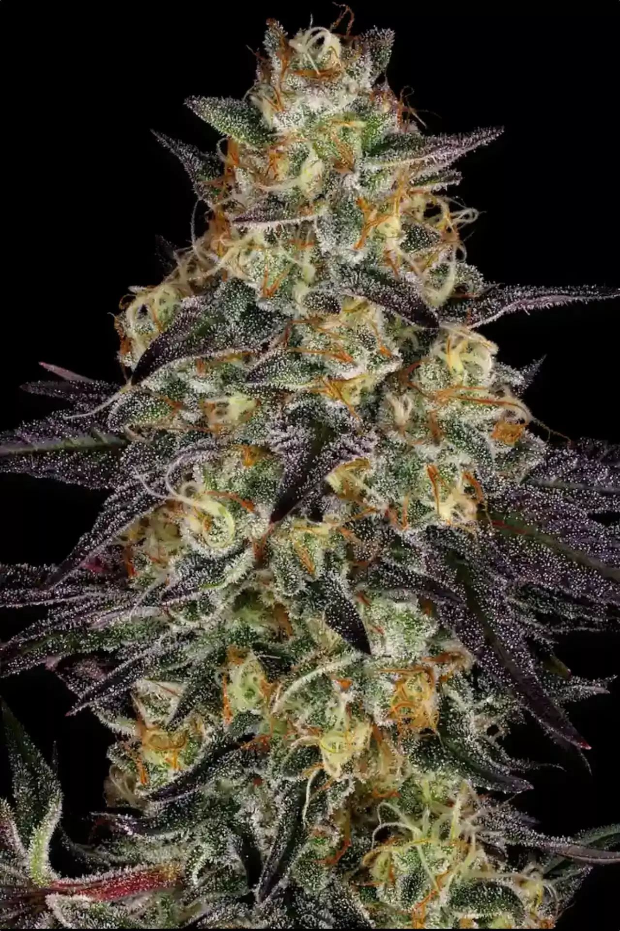 El Dorado OG, Paradise Seeds - Bild 4