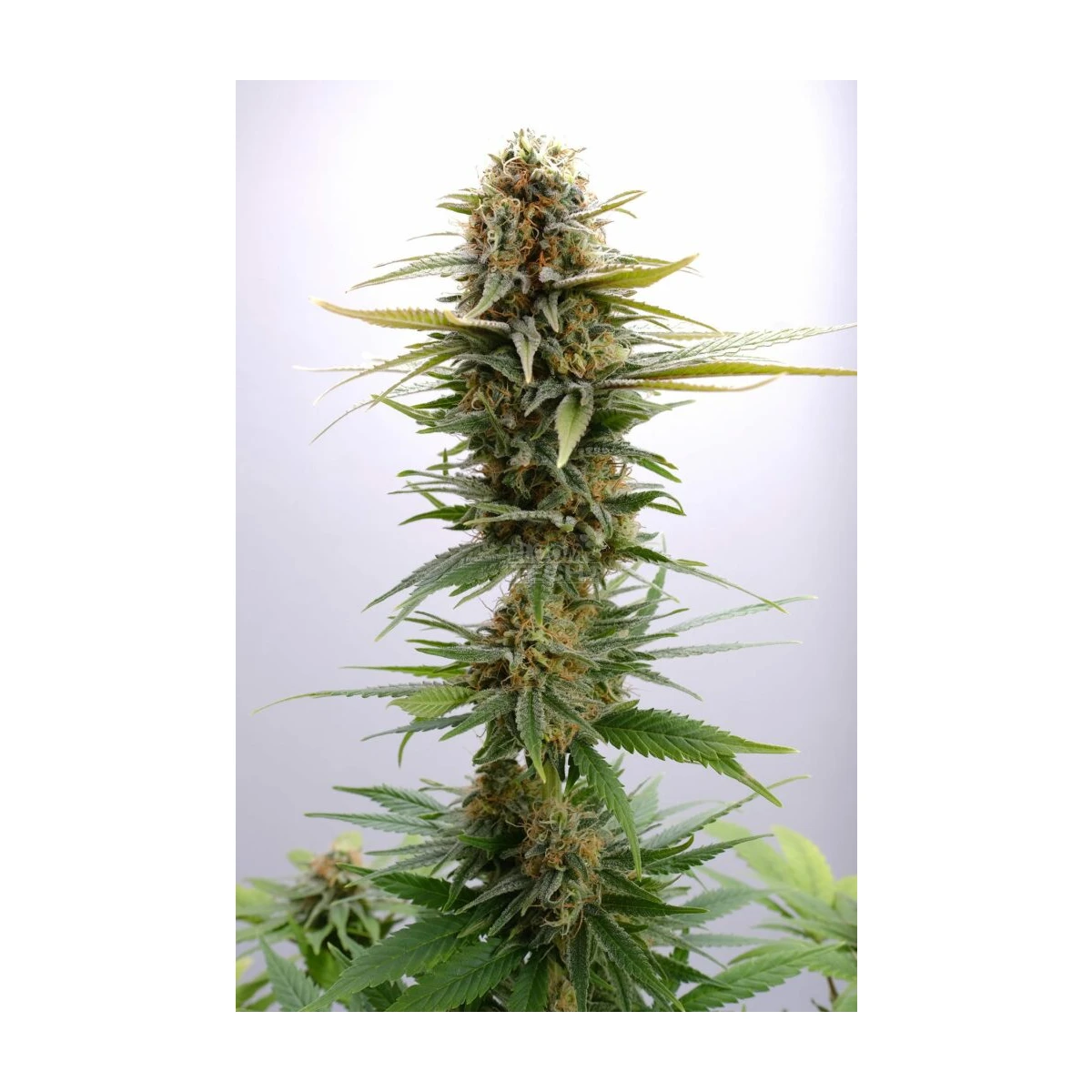 GSC