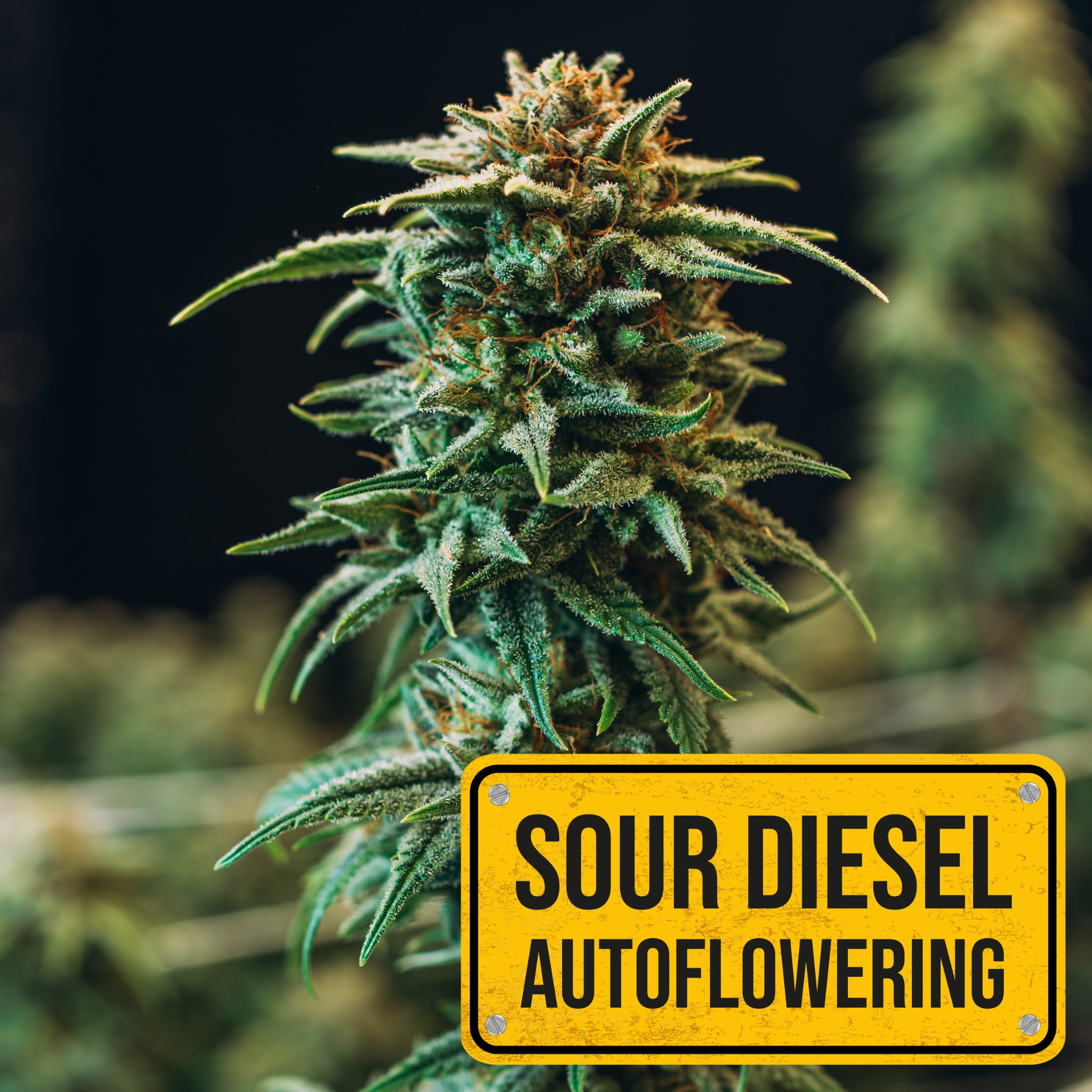 Sour Diesel Auto