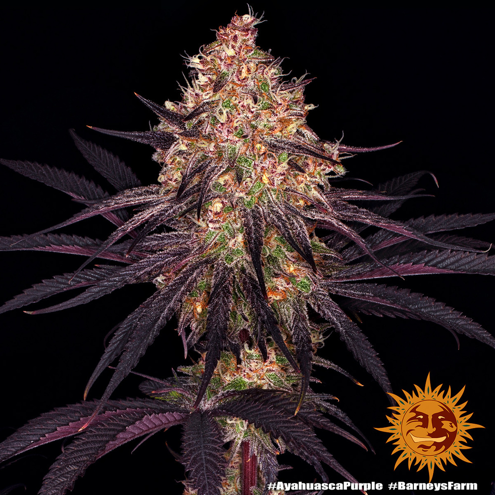 Ayahuasca Purple, Barneys Farm - Bild 1