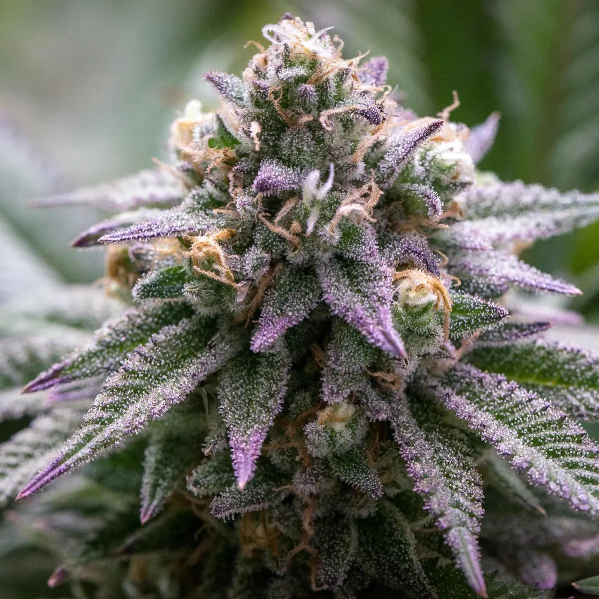 Ultra Violet GMO - Bild 4