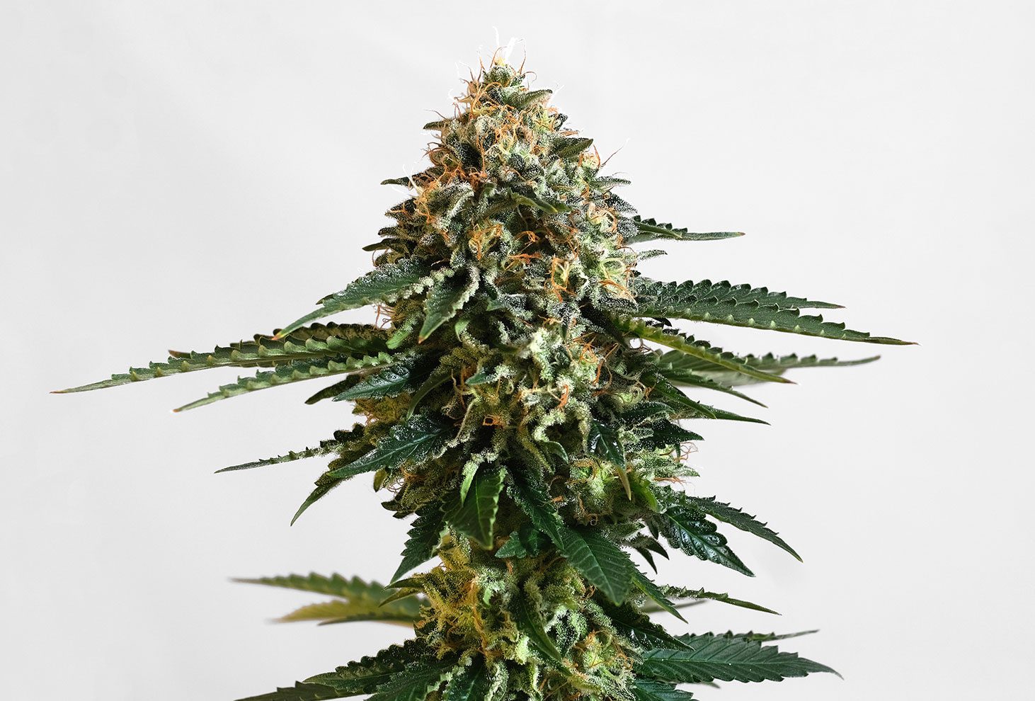 Kannabia THCV