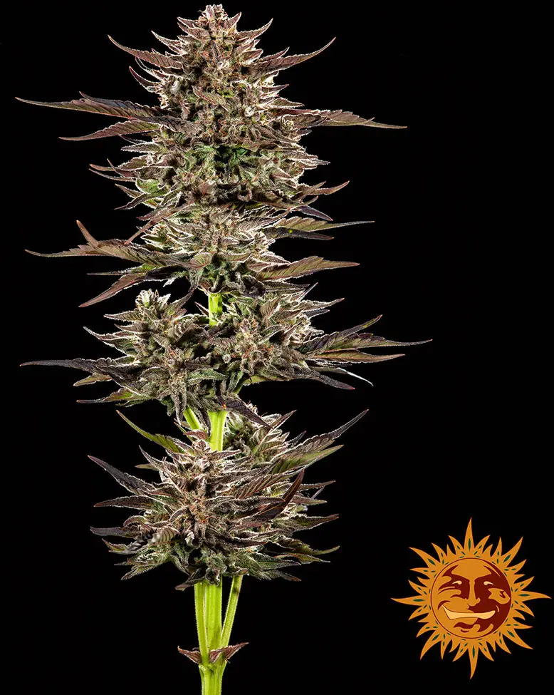 Frosted Zinn x 3 Bears OG Auto - Bild 2