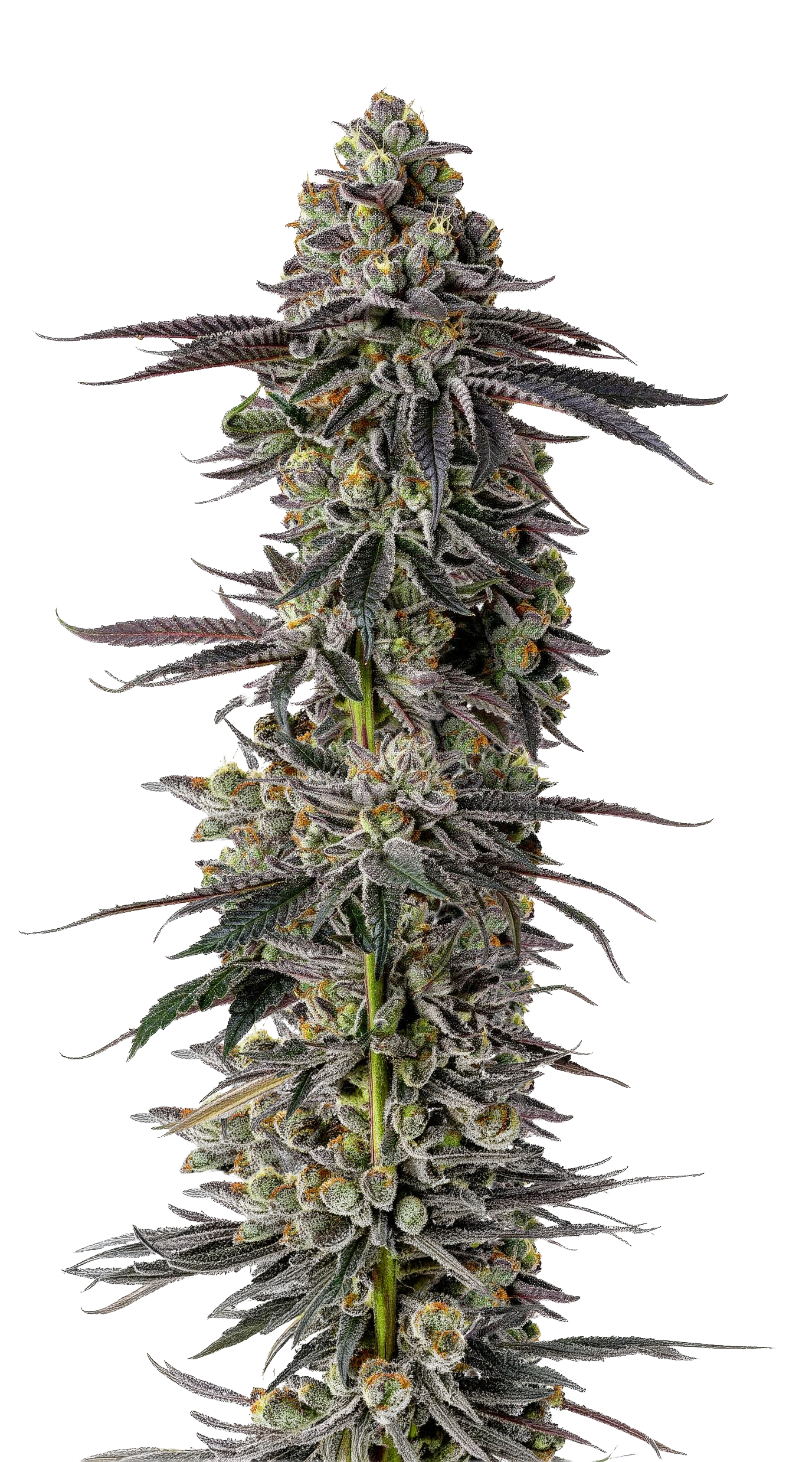 Mimosa Gusher