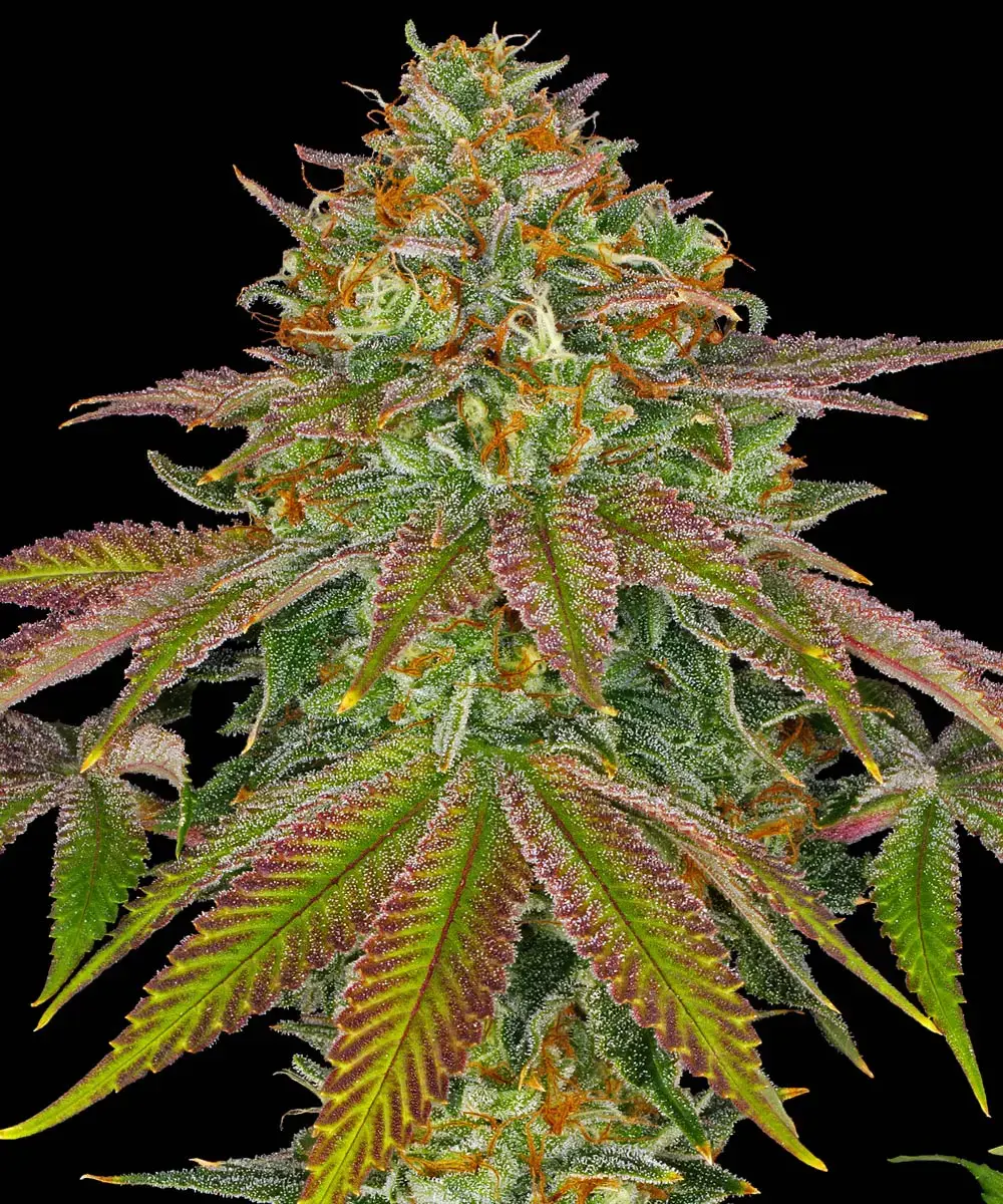 Wedding Cake Auto Wedding Cake Auto