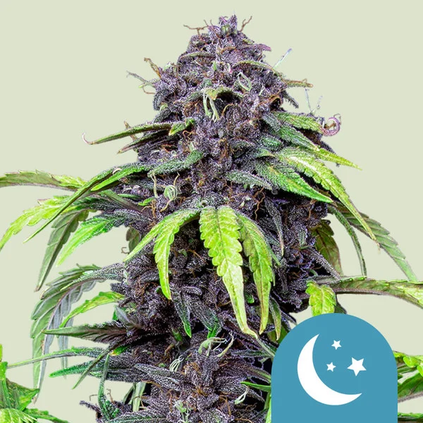 Purplematic CBD Auto, Royal Queen Seeds - Bild 1