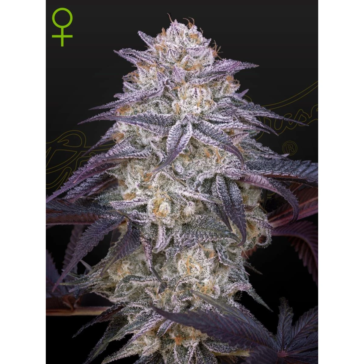 Kings Juice Auto