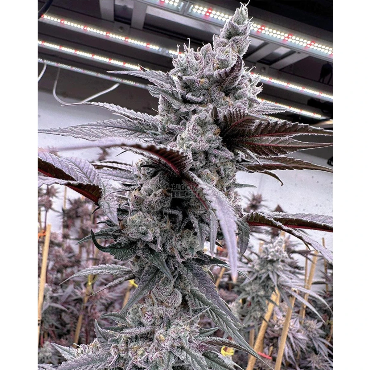 Lung Buster