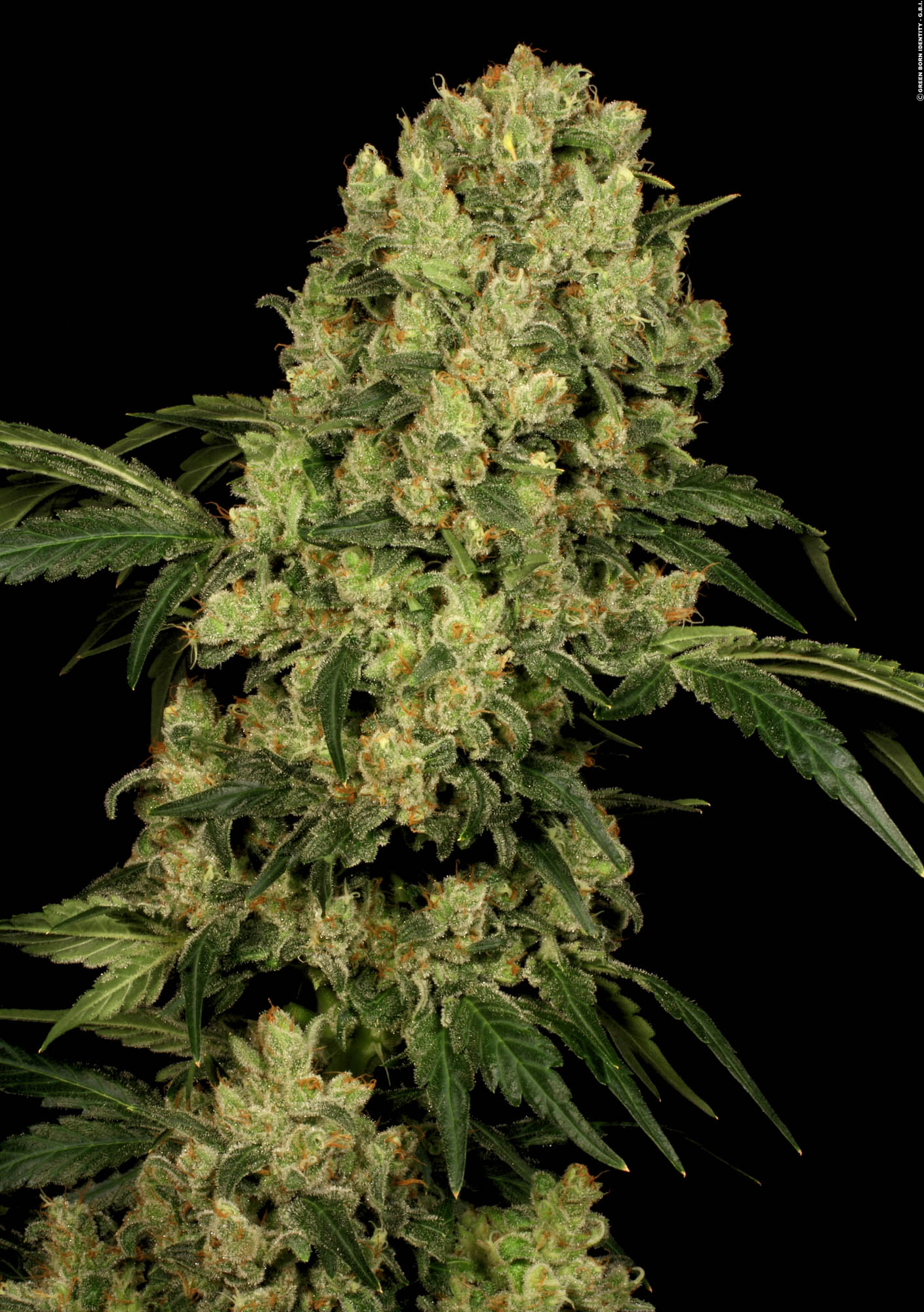 White Russian Auto White Russian Auto