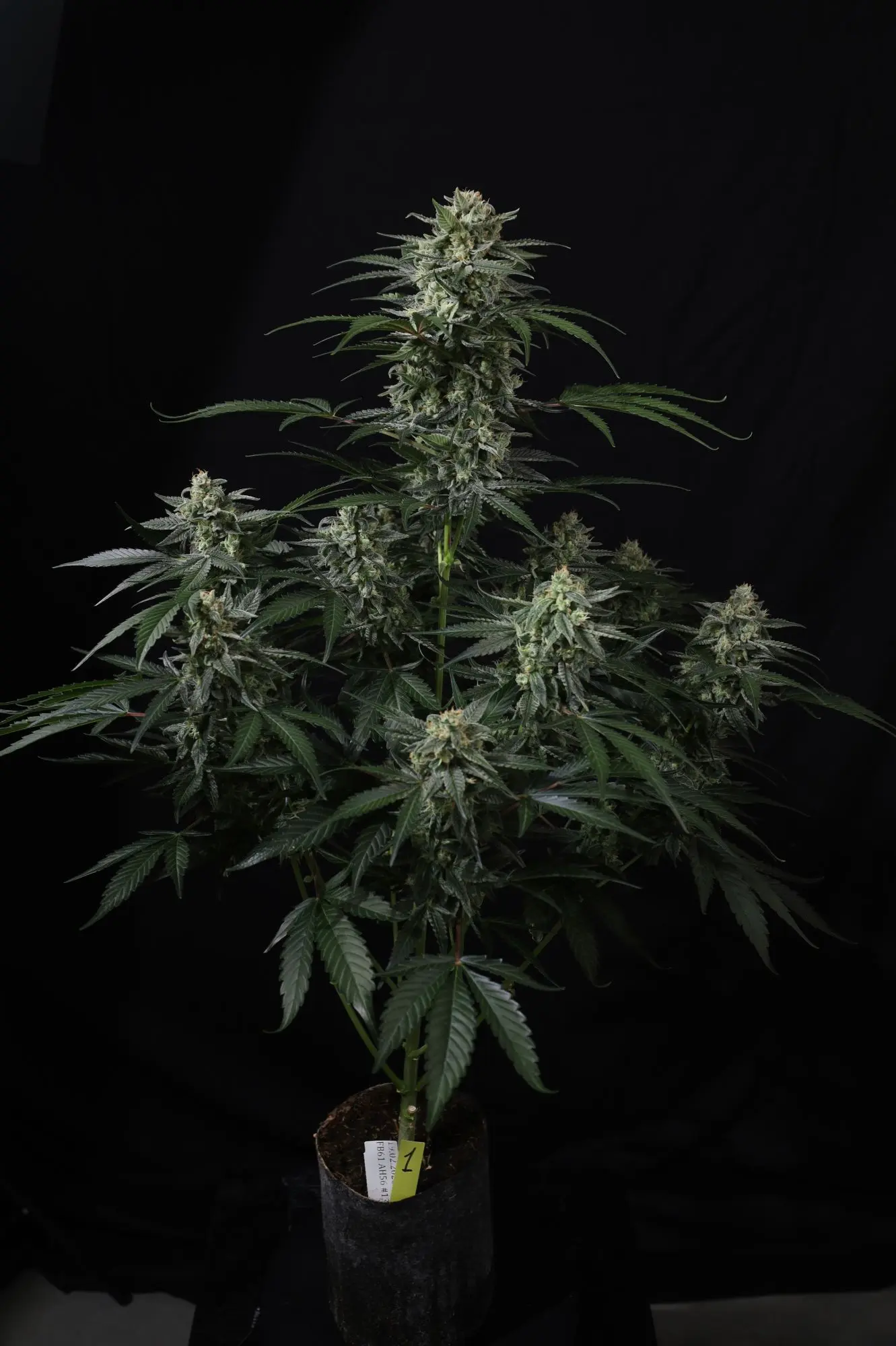 Banana Frost Auto - Bild 1