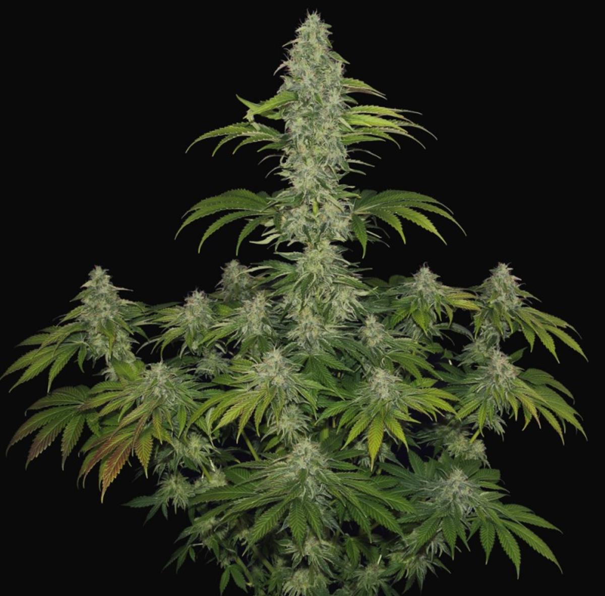 S.A.G.E. CBD, T.H. Seeds - Bild 2