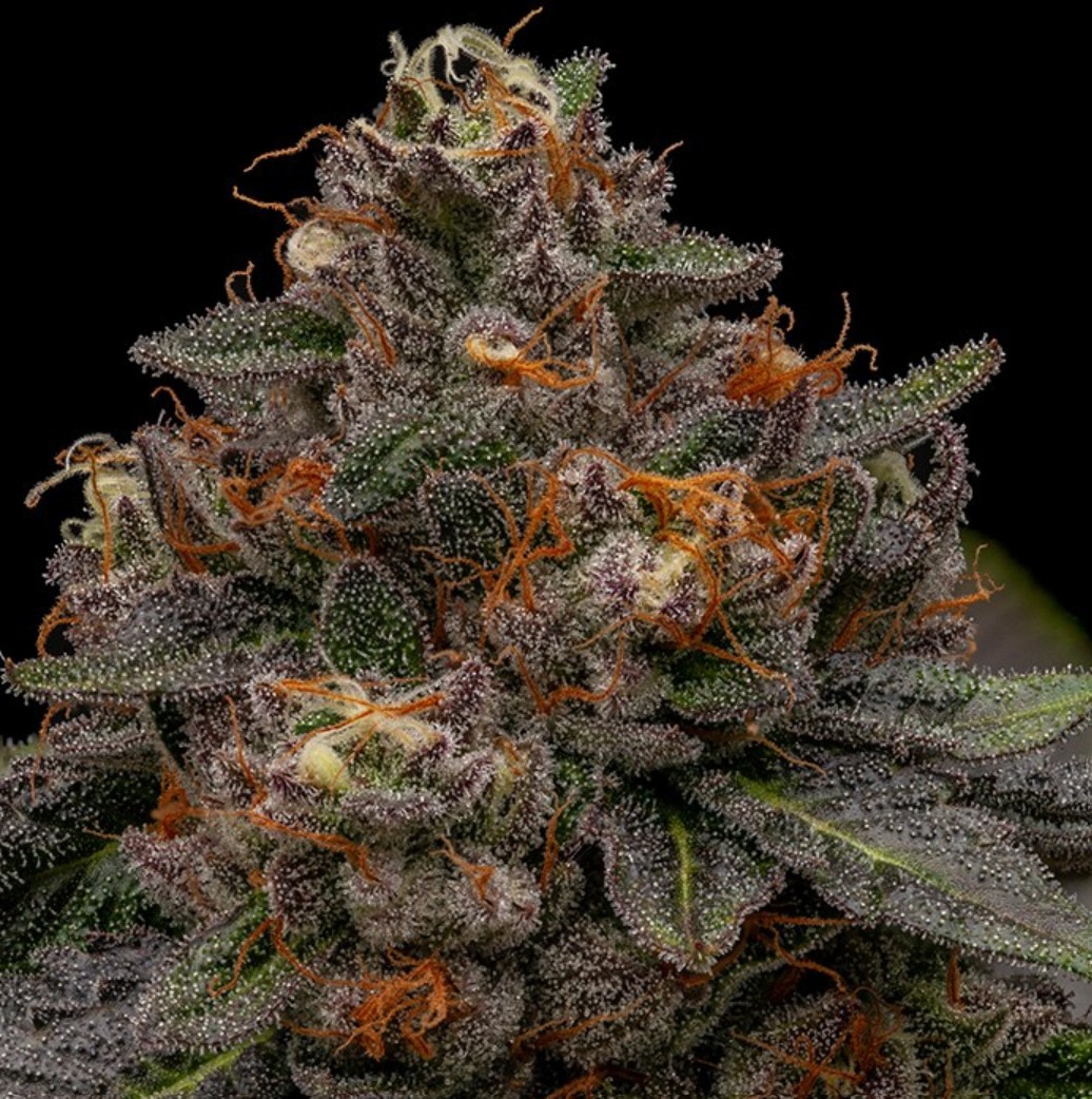 KMINTZ, Ripper Seeds - Bild 1