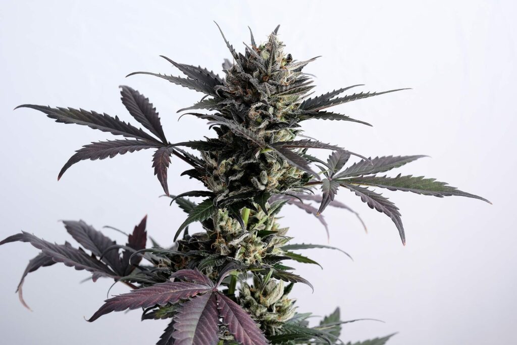 Lemon Haze Auto