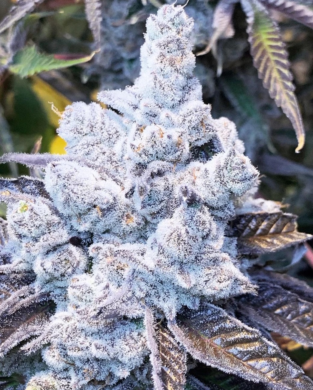 Slurricane #7 S1, In House Genetics - Bild 1