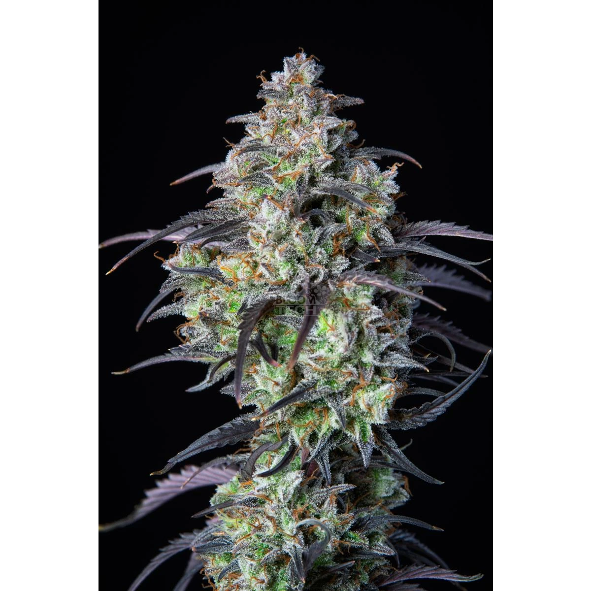 Mimosa Cake Auto Mimosa Cake Auto