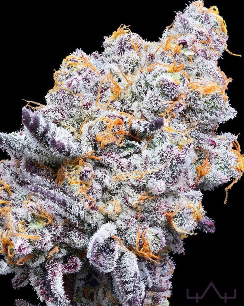 Deluxe Sugarcane, In House Genetics - Bild 1