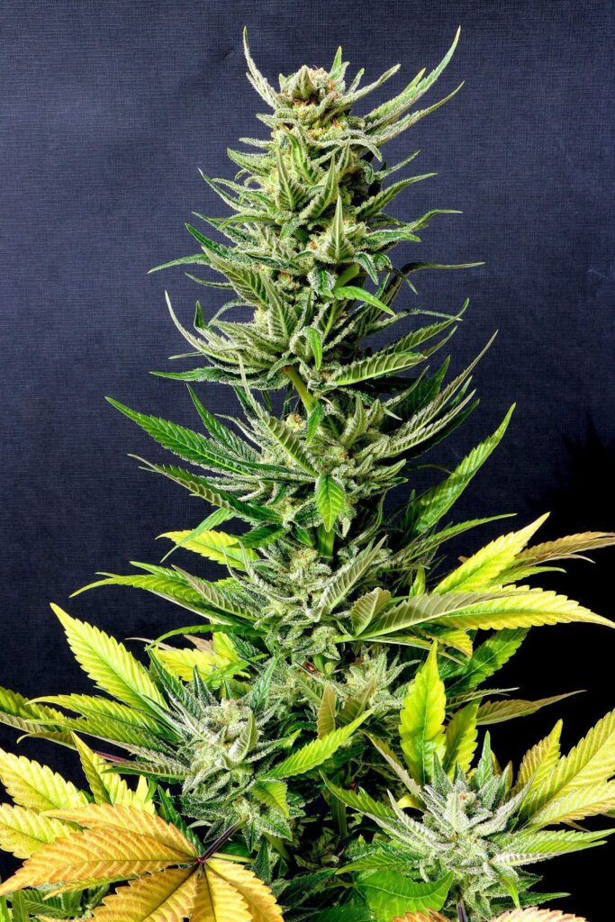 Karribean Mango Karribean Mango