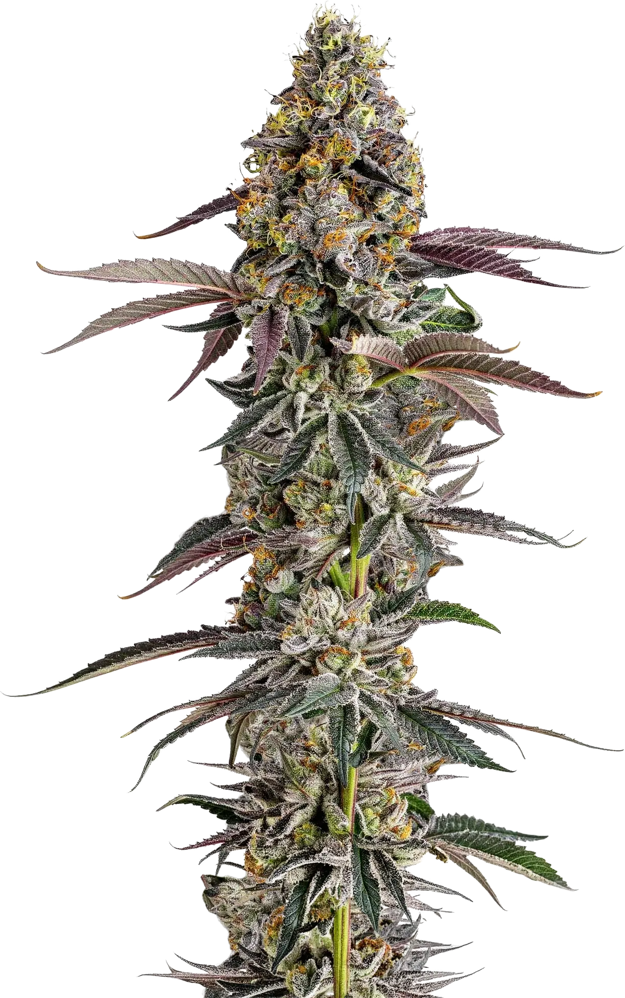 Platinum Mimosa Cookies XXL Auto - Bild 1